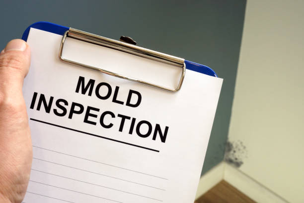 Best Mold Damage Restoration  in Castle Shannon, PA